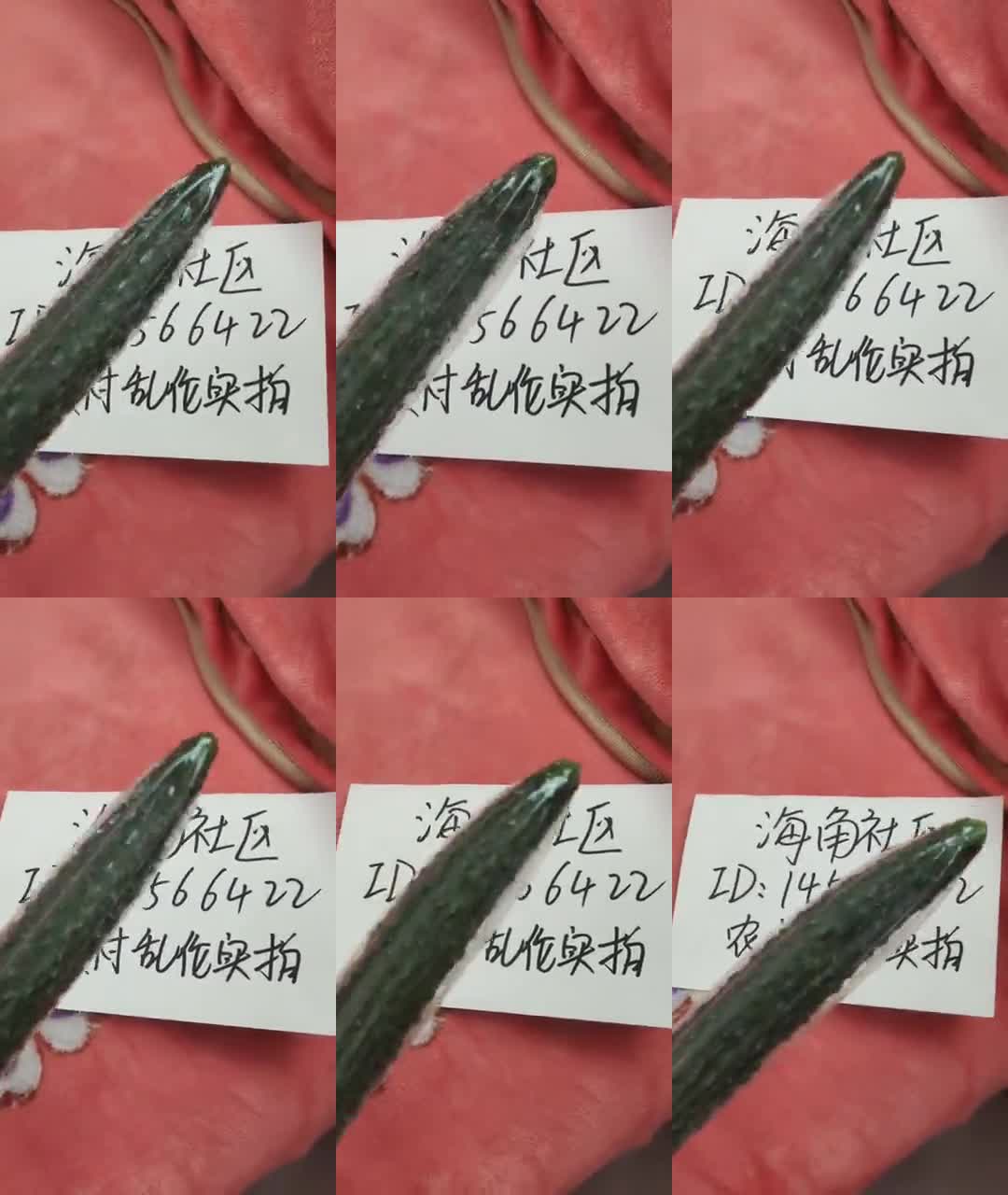 乱伦 原创实拍母子乱伦孝顺儿子用黄瓜插妈妈的大骚逼- 亚色影库